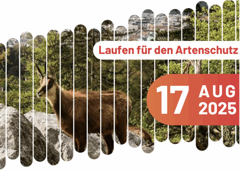 AlpenzooLauf2025
